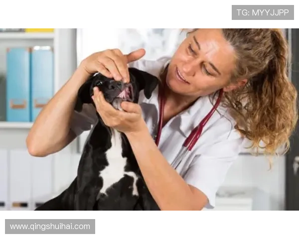 万狗体育与宠物品牌合作共赢推动行业持续繁荣